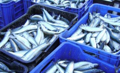 Witness the spectacular Sardine Run on the South Coast of KwaZulu-Natal!