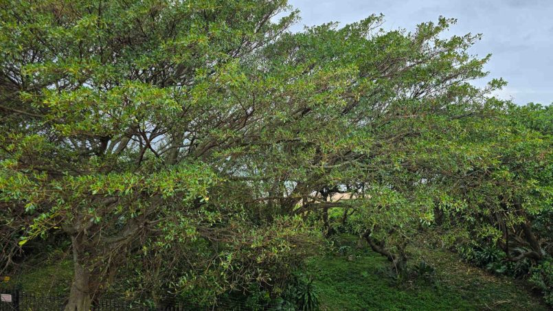 The sea is just visible through the trees in front of Portofino 15
